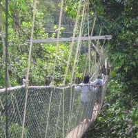 Taman Negara - canopy walk